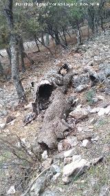 Cerro Monuera. Tronco muerto en su ladera