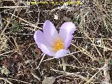 Azafrn serrano - Crocus serotinus. Cerro Monuera - Aldeaquemada