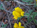 Hierba de la plata - Argyrolobium zanonii. Pitillos. Valdepeas