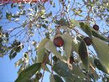 Arbolillo de la Pea. Frutos