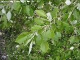 lamo blanco - Populus alba. Hojas. Fuente de la Pea - Jan