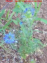 Arauela - Nigella damascena. Las Castaetas - Villacarrillo