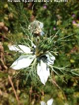 Arauela - Nigella damascena. La Estrella - Navas de San Juan