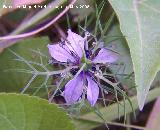 Arauela - Nigella damascena. Navas de San Juan