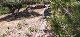 Casas Cueva del T�o Rat�n. 