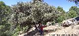 Casas Cueva del T�o Rat�n. Restos de olivos
