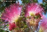 Acacia de Constantinopla - Albizia julibrissin. Benalmdena