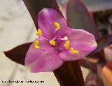 Purpurina - Tradescantia pallida. Los Villares