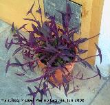 Purpurina - Tradescantia pallida. Los Villares