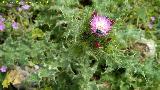 Cardo acaule - Cirsium acaule. Giribaile - Vilches