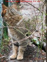 Gato monts europeo - Felis silvestris silvestris. Riopar