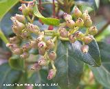 Durillo - Viburnum tinus. Cazorla