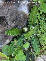 Doradilla - Ceterach officinarum. Jan