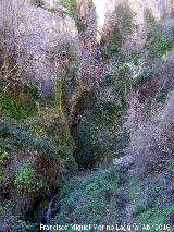 Caldera del To Lobo. Paraje