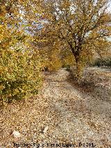 Camino medieval de los Grajos. 