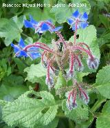 Borraja - Borago officinalis. Jan