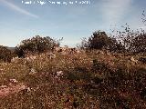 Cerro Cortijillo. Cumbre