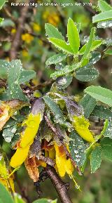 Altramuz del diablo - Anagyris foetida. Torrequebrada - Rus