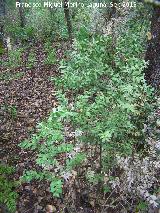 Rusco - Ruscus aculeatus. La Baizuela - Torredelcampo