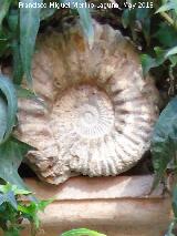 Casa de la Calle San Juan de Palomares n 8. Ammonites