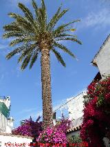 Casa de la Calle San Juan de Palomares n 11. Palmera