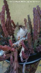 Cactus Flor de Lagarto - Stapelia variegata. Semillas. Los Villares