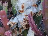 Cactus Flor de Lagarto - Stapelia variegata. Semillas. Los Villares