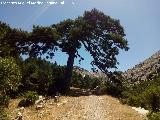 Camino del Poyo de las Palomas. A su paso por el Pino Bandera del Poyo de las Palomas