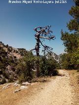 Camino del Poyo de las Palomas. rbol muerto