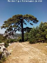 Pino Bandera del Poyo de las Palomas. 