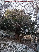 Tejo Milenario Hembra. 