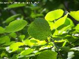 Olmo de montaa - Ulmus glabra. Cazorla