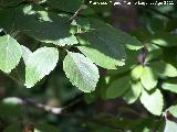 Olmo de montaa - Ulmus glabra. Pea del Olivar - Siles