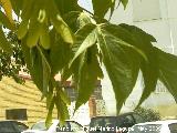 Arce - Acer negundo. Los Villares