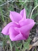 Correhuela rosa - Convolvulus althaeoides. Flor abri�ndose. La Veleta - Los Villares