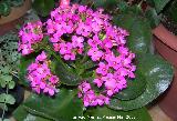 Calanchoe - Kalanchoe blossfeldiana. Navas de San Juan