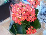 Calanchoe - Kalanchoe blossfeldiana. Los Villares