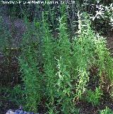 Hierba de San Antonio - Epilobium hirsutum. Cazorla