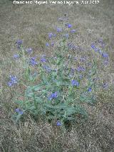 Lengua de buey - Anchusa azurea. Antequera