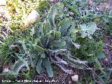 Lengua de buey - Anchusa azurea. Navas de San Juan