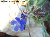 Lengua de buey - Anchusa azurea. Jan