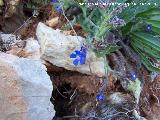 Lengua de buey - Anchusa azurea. Jan