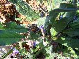 Lengua de buey - Anchusa azurea. Jan