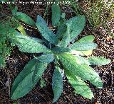 Lengua de buey - Anchusa azurea. Segura