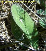 Lengua de buey - Anchusa azurea. Segura