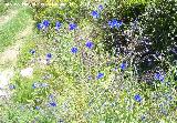 Lengua de buey - Anchusa azurea. Los Caones. Los Villares