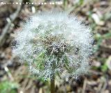 Diente de len - Taraxacum officinale. Jan