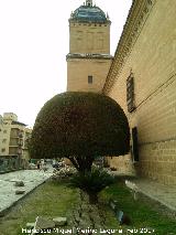 Hospital de Santiago. Laurel. 