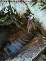 Fuente del Sotillo. Cao