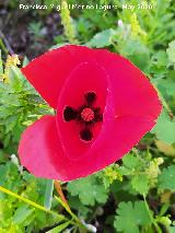 Amapola cornuda - Glaucium corniculatum. La Veleta - Los Villares